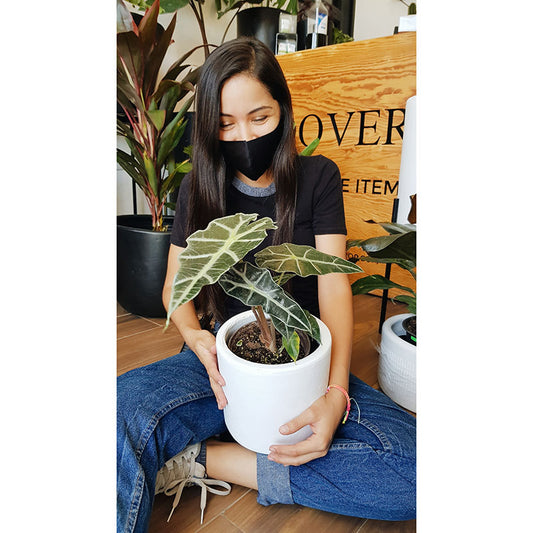 PRIMAVERA: PLANTAS FELICES EN TODA ESTACIÓN