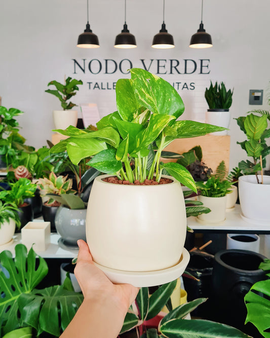 Servicio de Asesoría Virtual - Virtual Plant Appointment