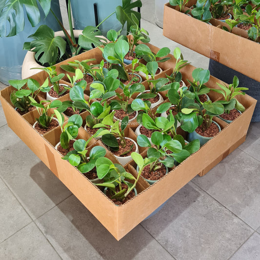 Party Pack - Paquete de 25 Macetas con Planta