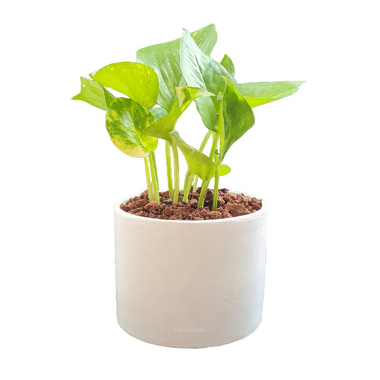 Party Pack - Paquete de 25 Macetas con Planta