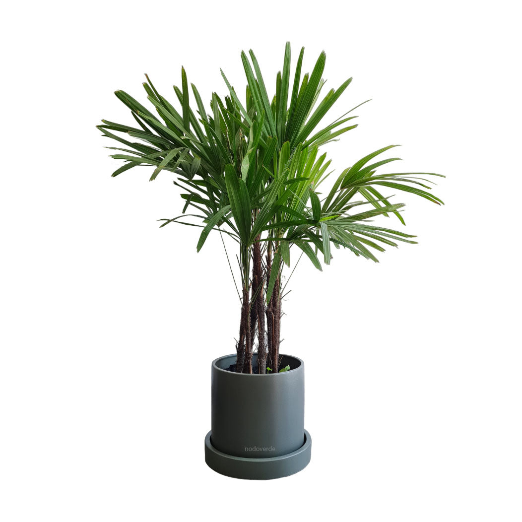 Cilindro 30cm Unicolor