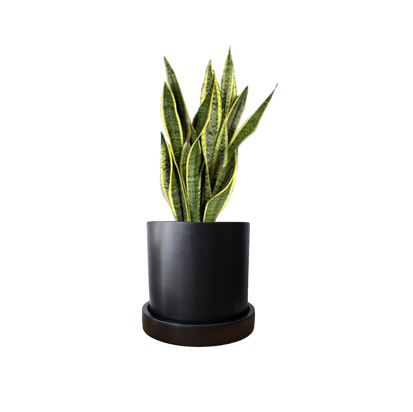 Cilindro Cerámica 30cm + Sansevieria