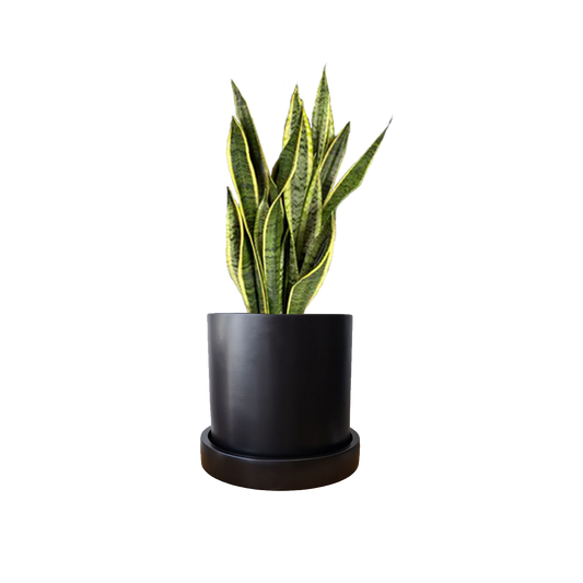 Cilindro Cerámica 30cm + Sansevieria