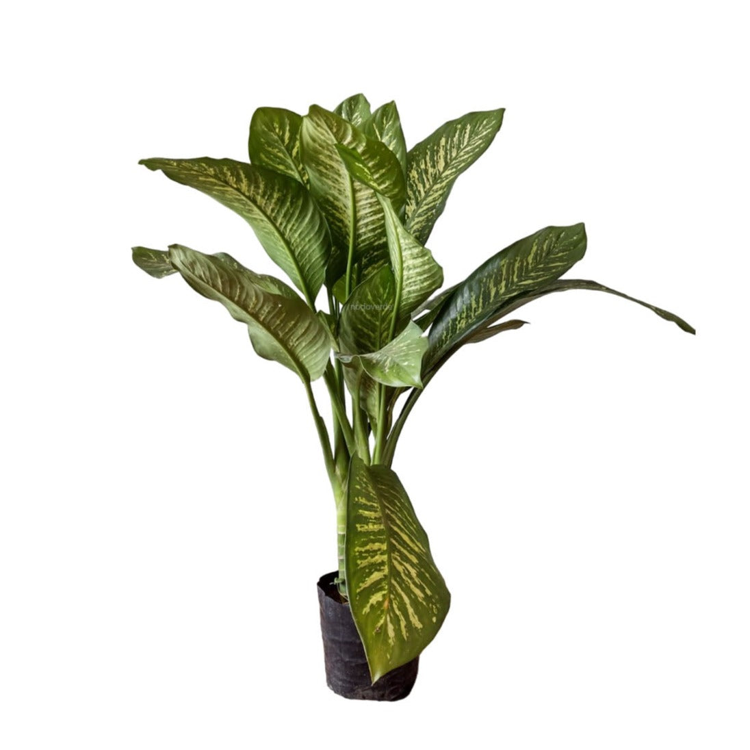 Galatea Dieffenbachia