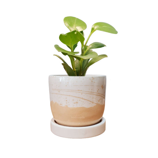 Maceta 'Elemento' + Peperomia