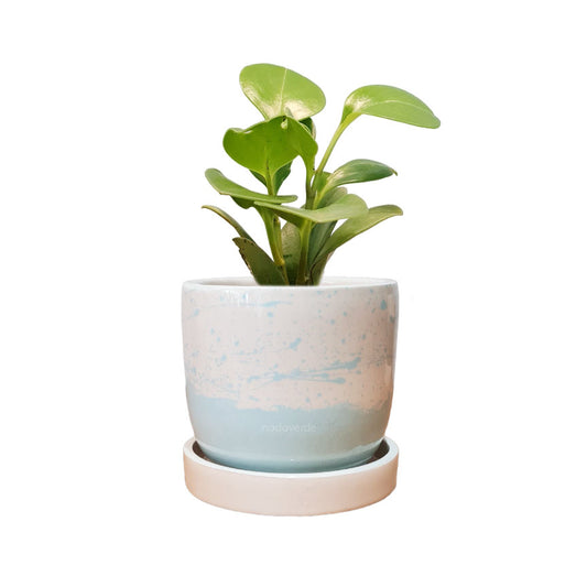 Maceta 'Elemento' + Peperomia