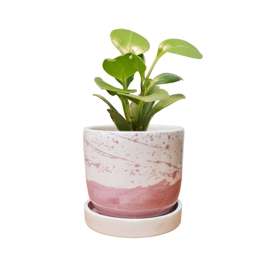 Maceta 'Elemento' + Peperomia