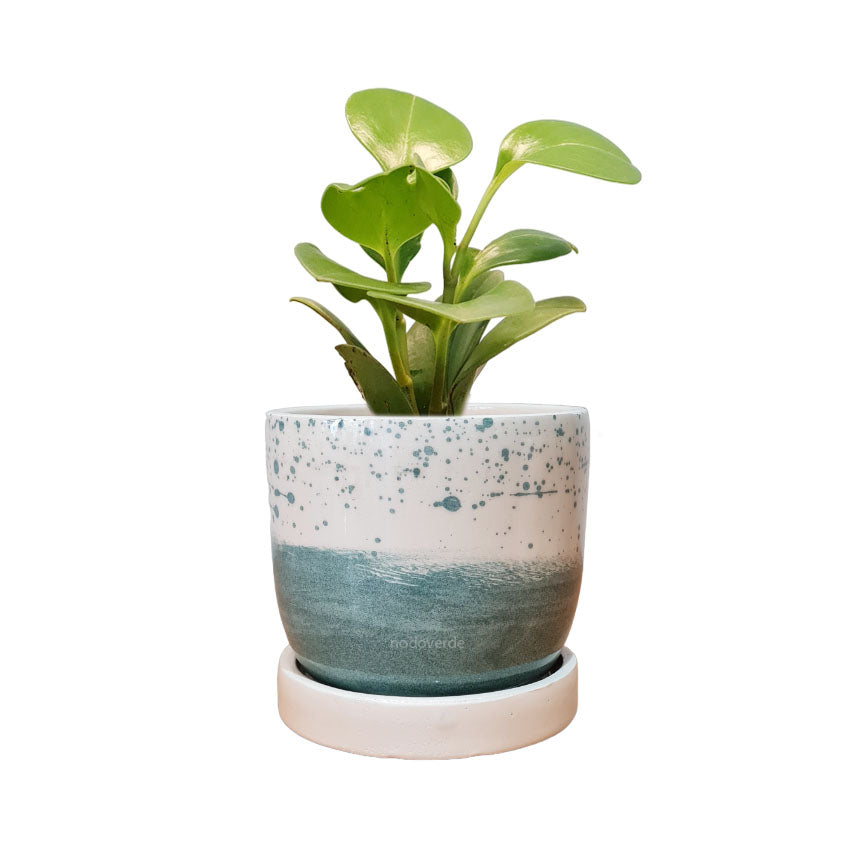 Maceta 'Elemento' + Peperomia