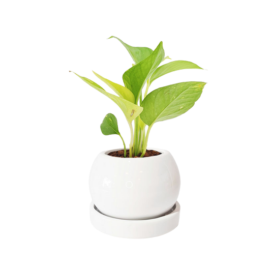 Esfera 8cm Unicolor + Julieta