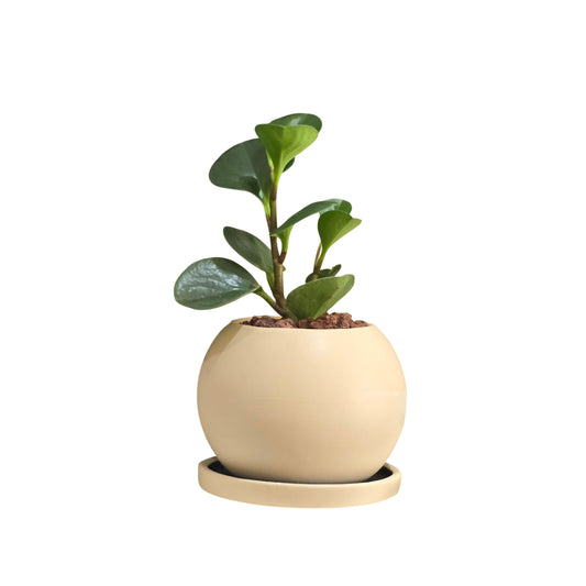 Esfera de Barro 11cm CON Plato + Peperomia
