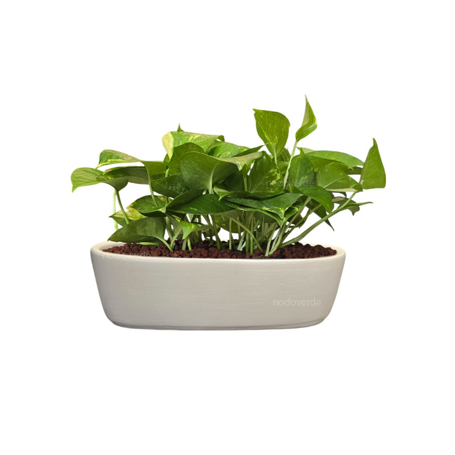Jardinera mini