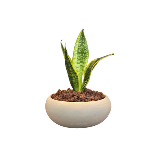 Ovni chico + sansevieria