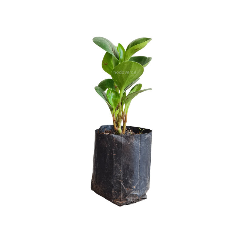 Peperomia