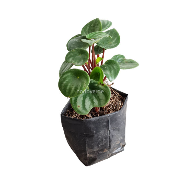 Peperomia sandía