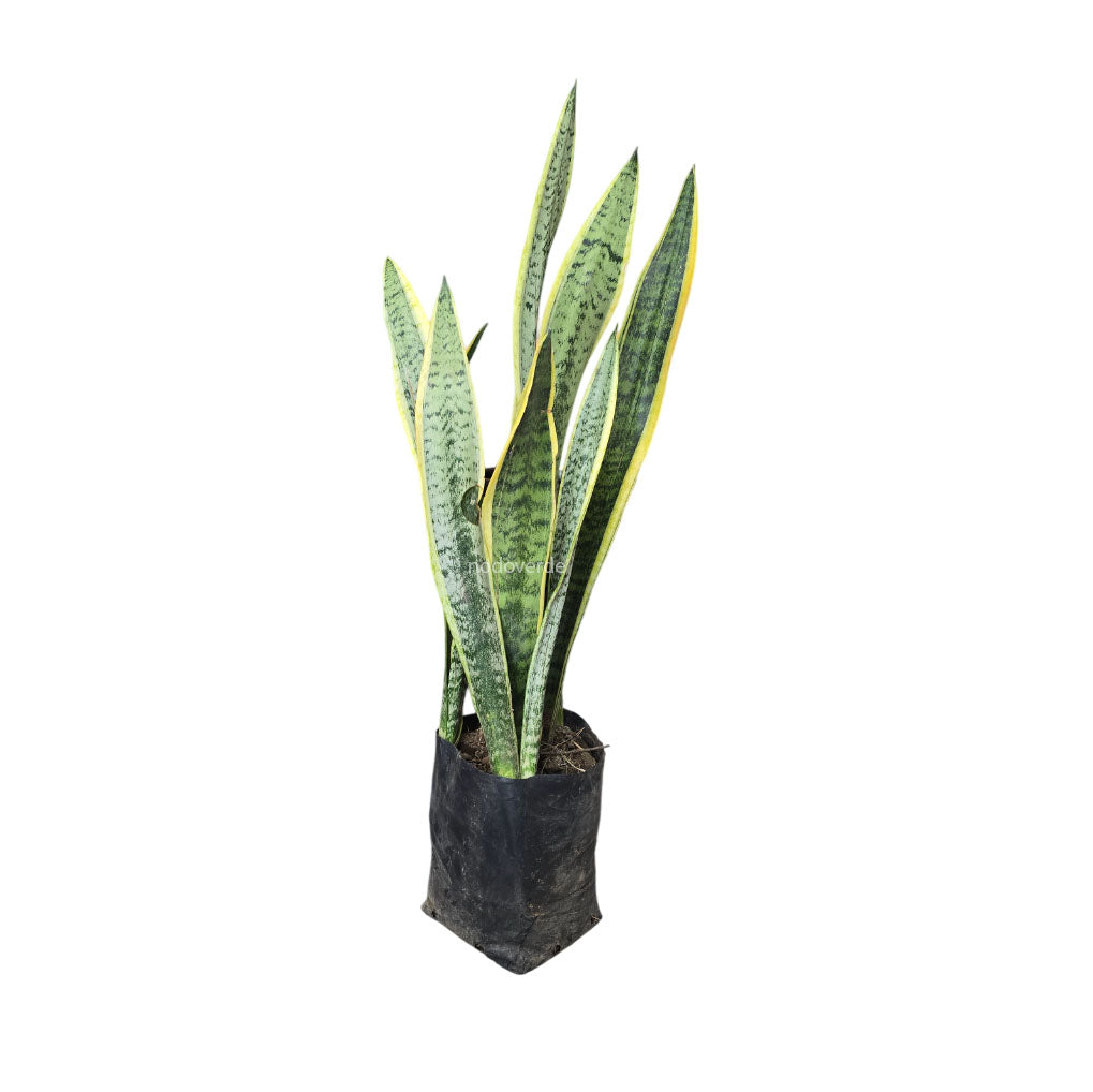 Sansevieria Trifasciata Laurentii