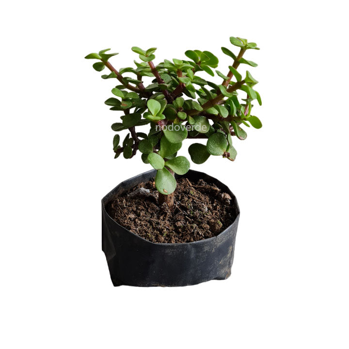 Árbol de la abundancia