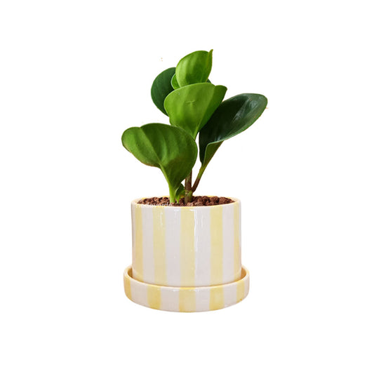 Cilindro 10cm Rayas + Peperomia