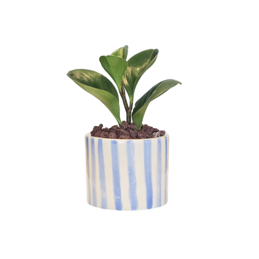 Cilindro 6cm Rayas + Peperomia