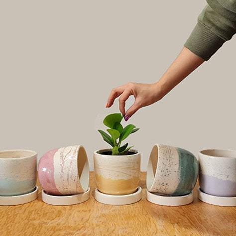 Maceta 'Elemento' + Peperomia