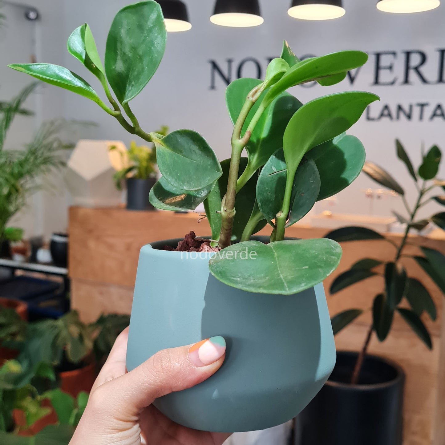 Party Pack - Paquete de 25 Macetas con Planta