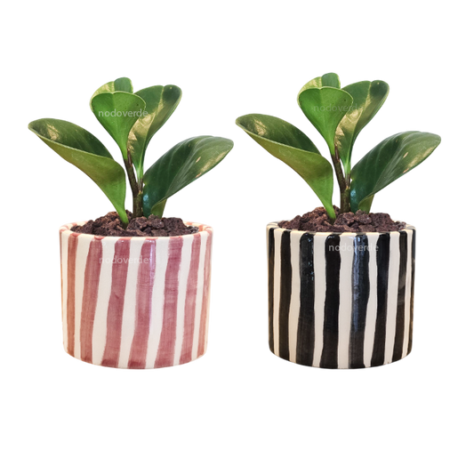 PACK 2 Cilindro 6cm Rayas + Peperomia