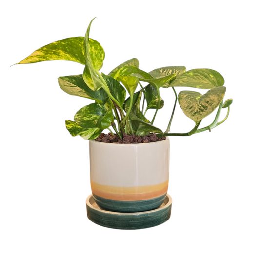 Maceta 'Elemento' + Julieta