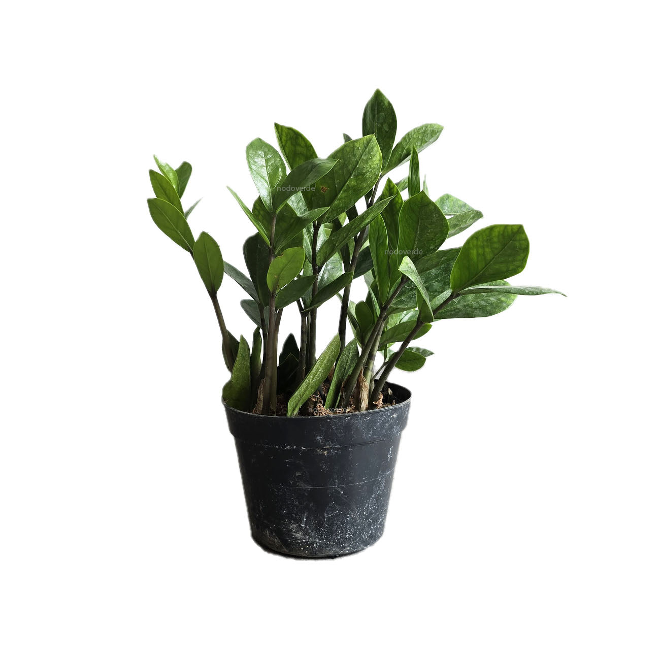 Zamioculca | ZZ plant