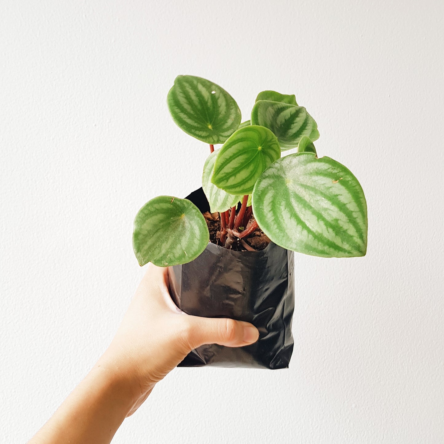 Peperomia sandía