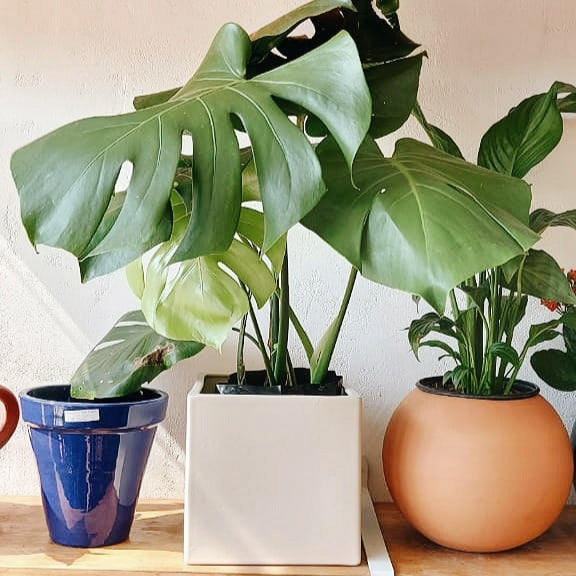 Cubo 20cm Unicolor