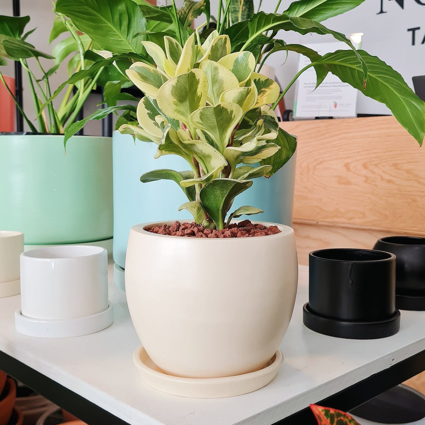 Maceta F2 + Peperomia