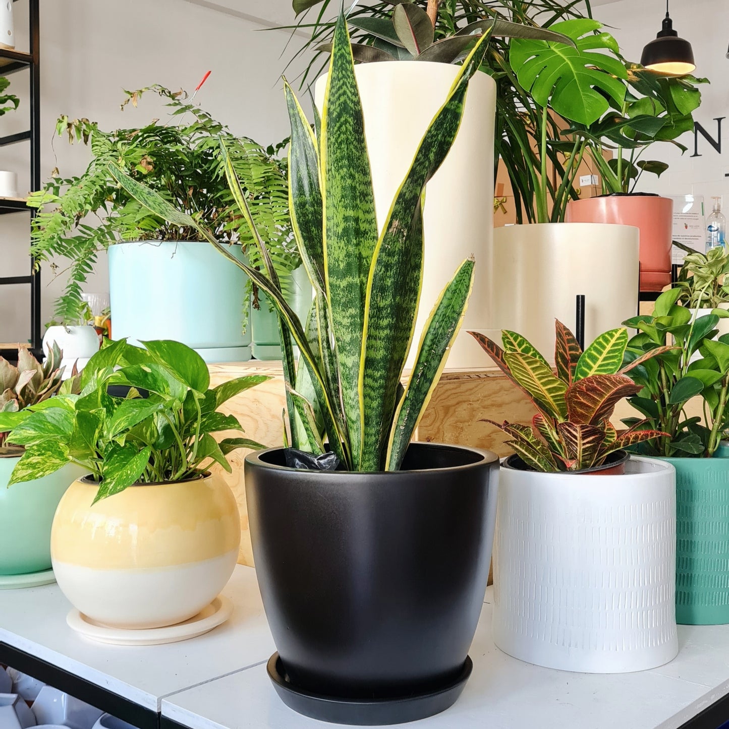 Maceta Florencia + Sansevieria