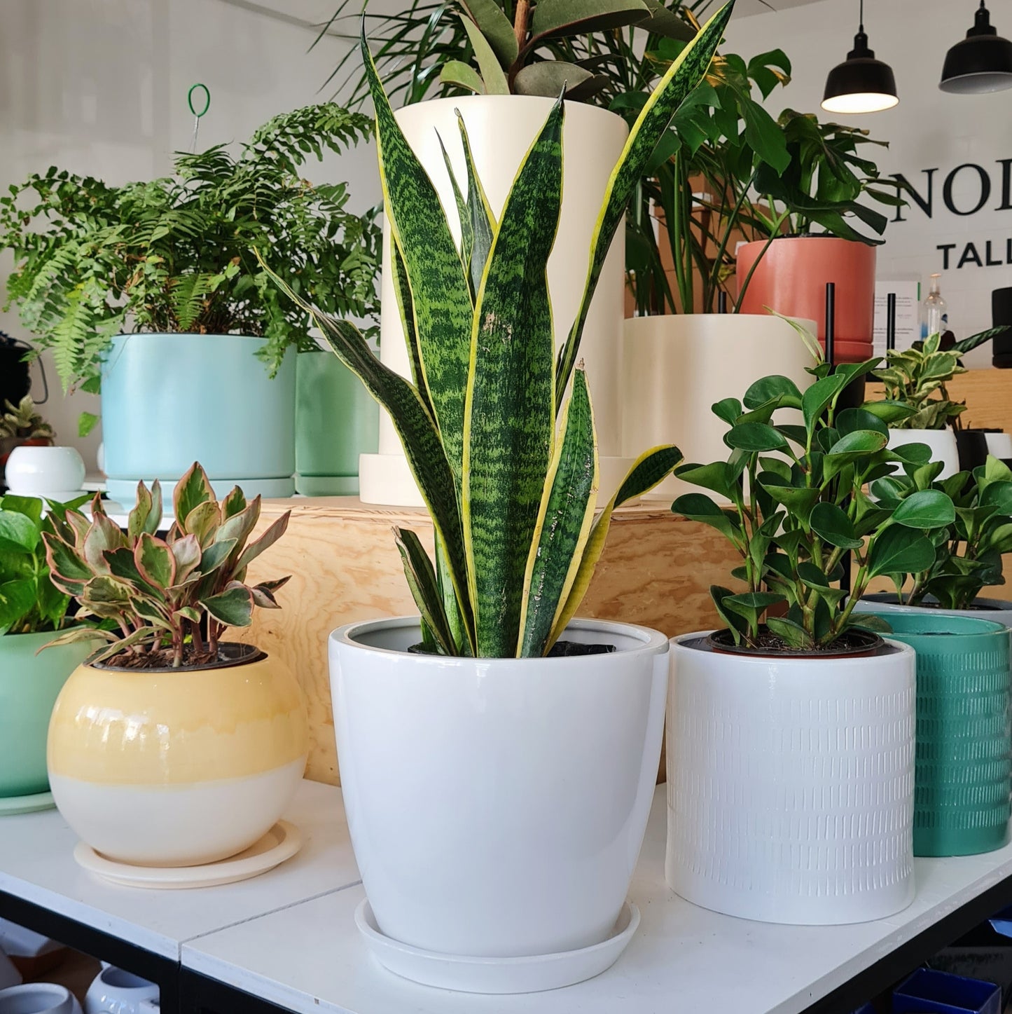Maceta Florencia + Sansevieria