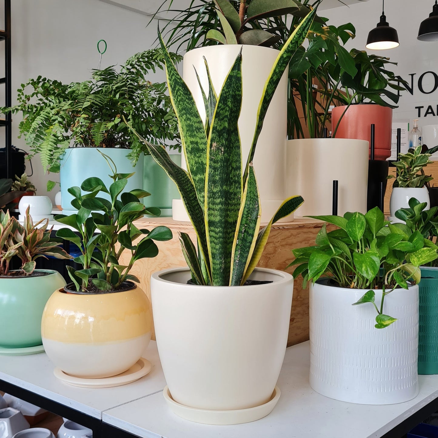 Maceta Florencia + Sansevieria