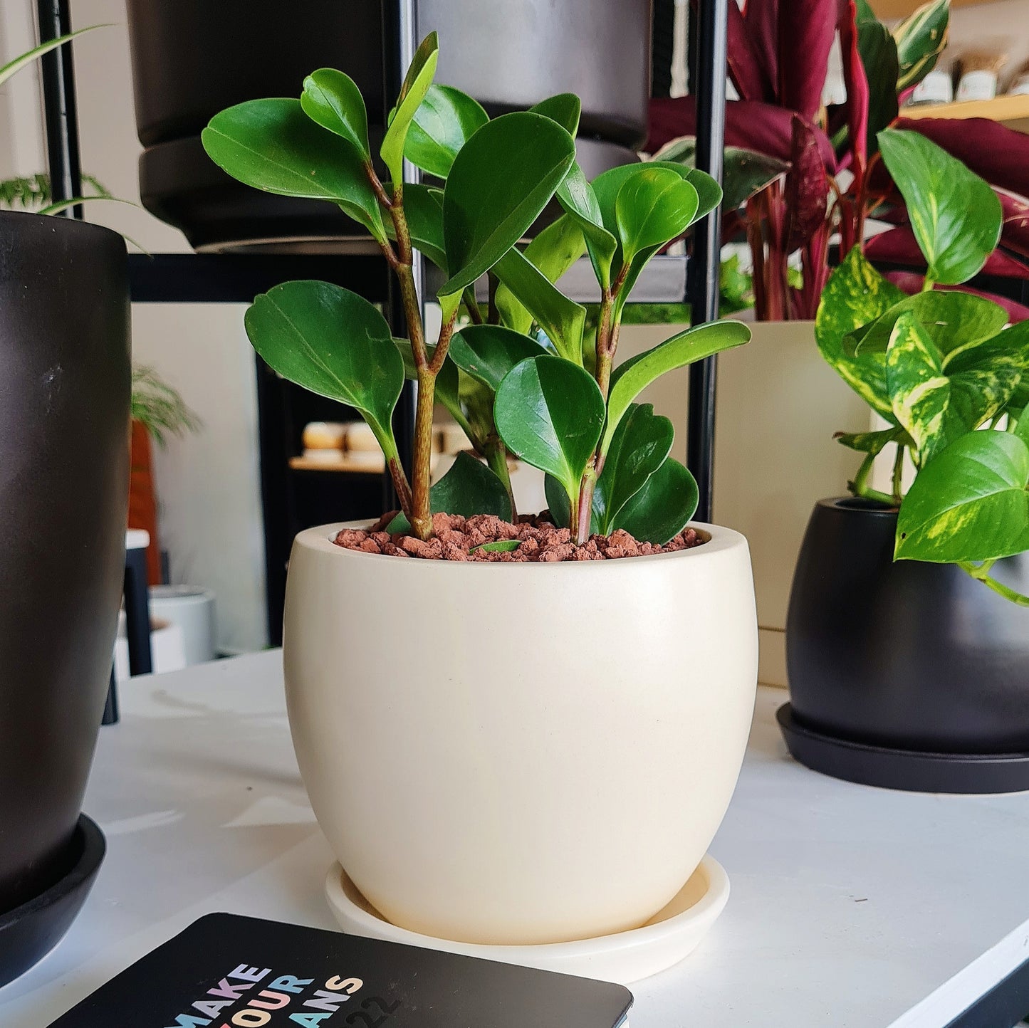 Maceta F2 + Peperomia