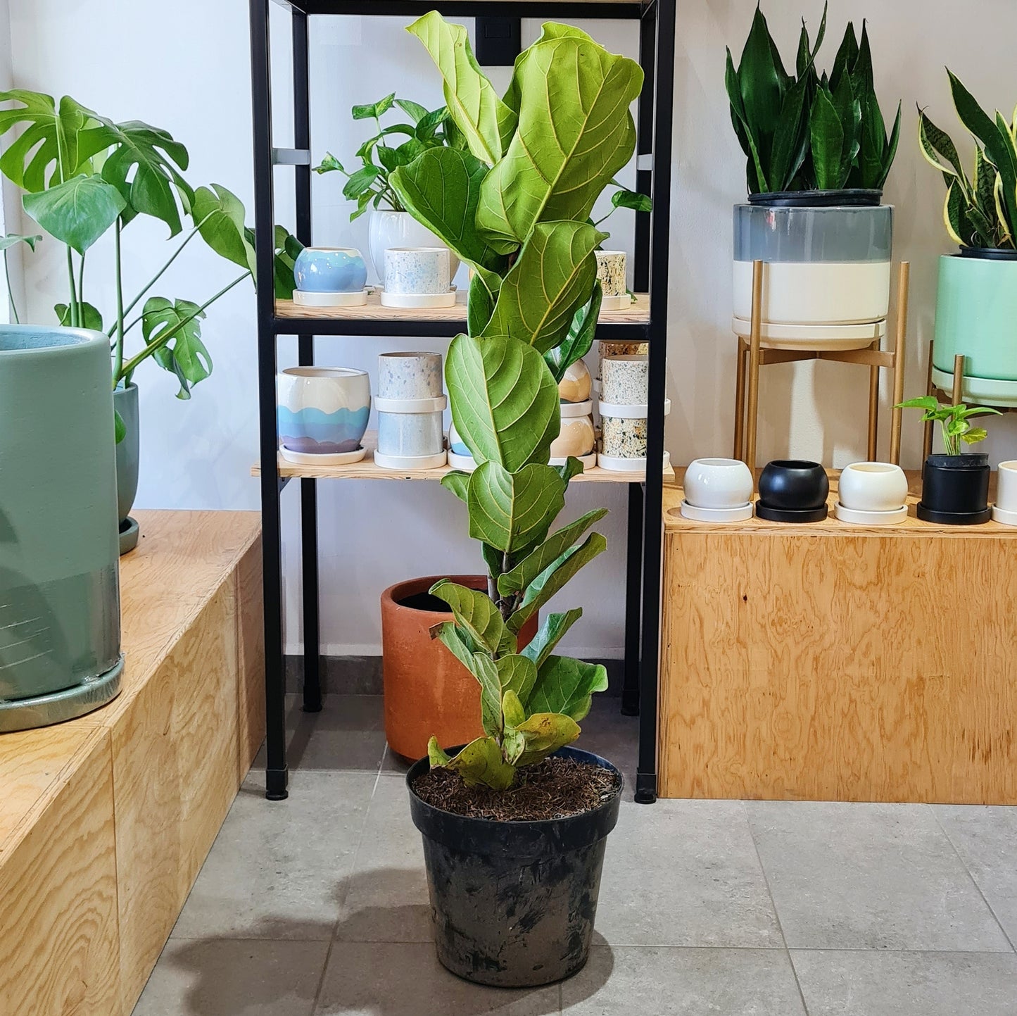 Ficus Lyrata/ Pandurata