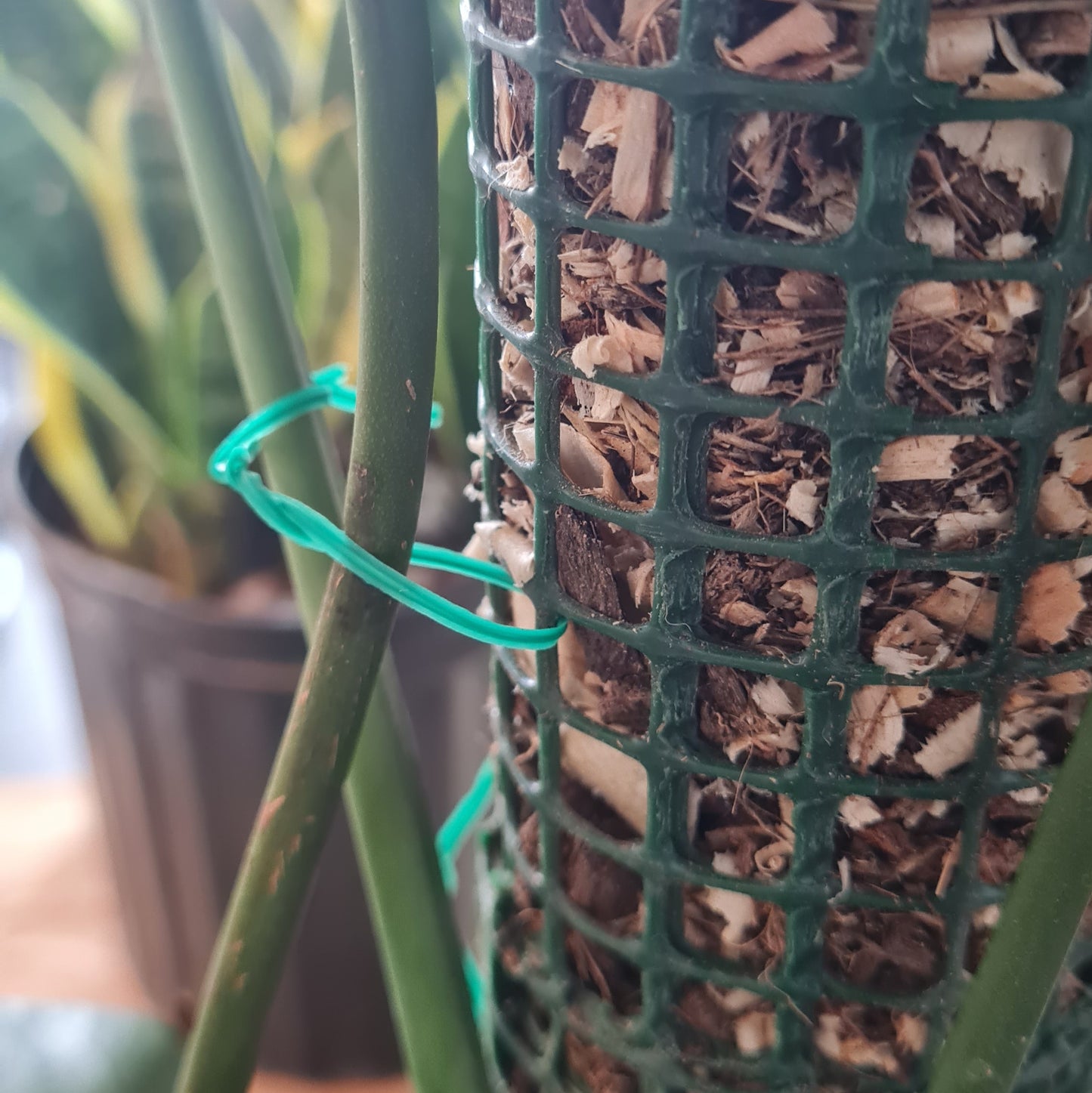Tutor apilable para plantas trepadoras - Guía