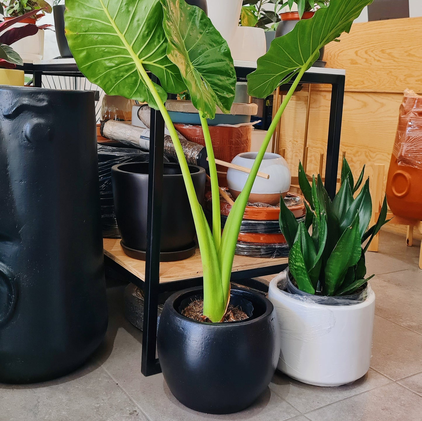 Media Esfera de Barro