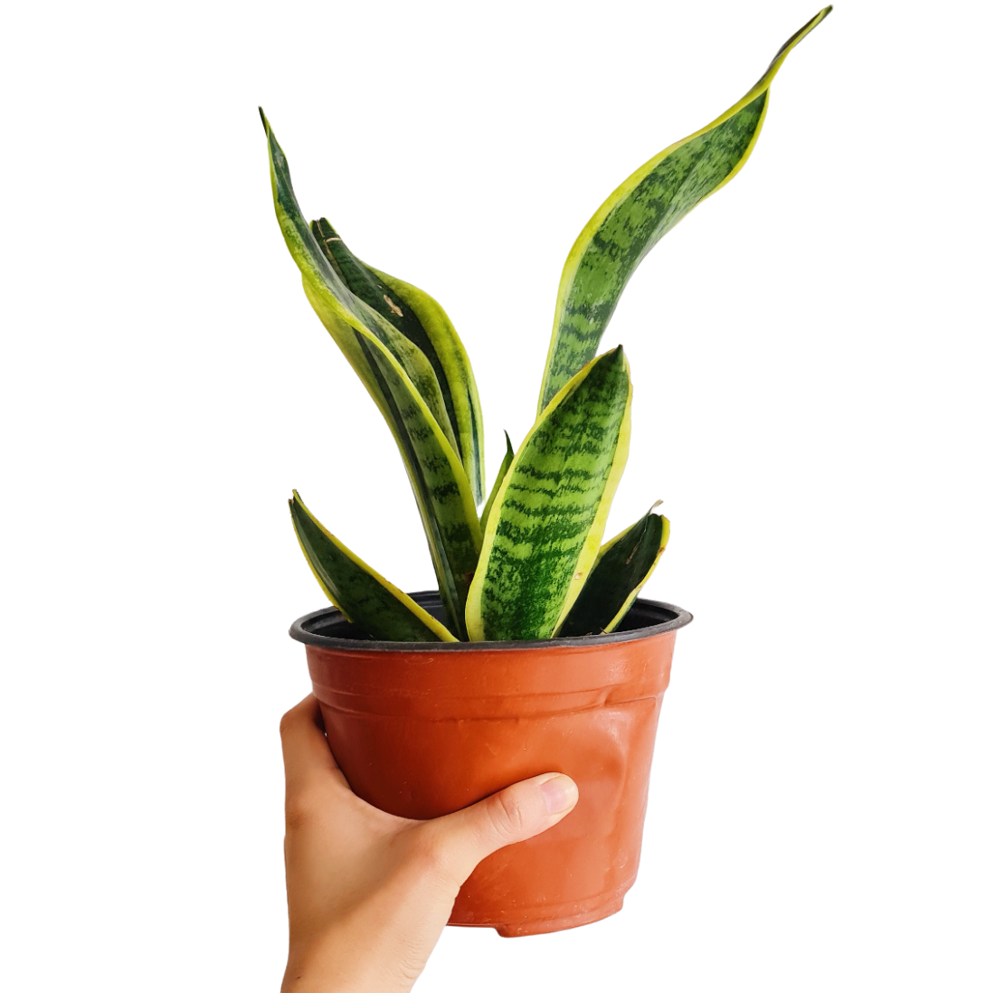 Sansevieria Trifasciata Laurentii