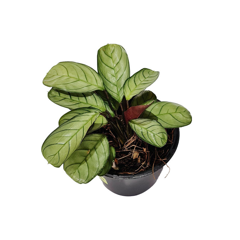 Calathea Grey Star | Anulque