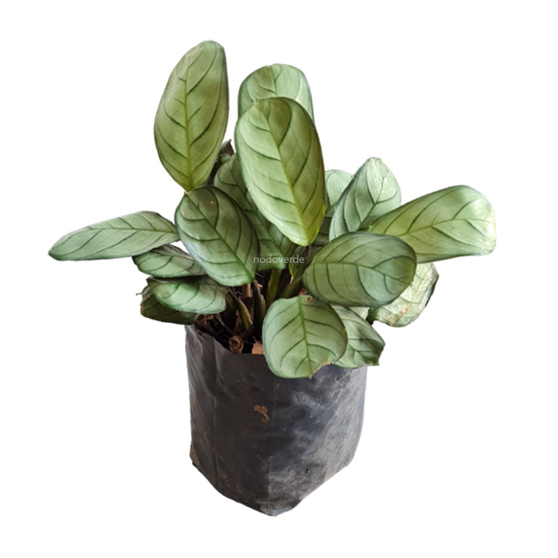 Calathea Grey Star