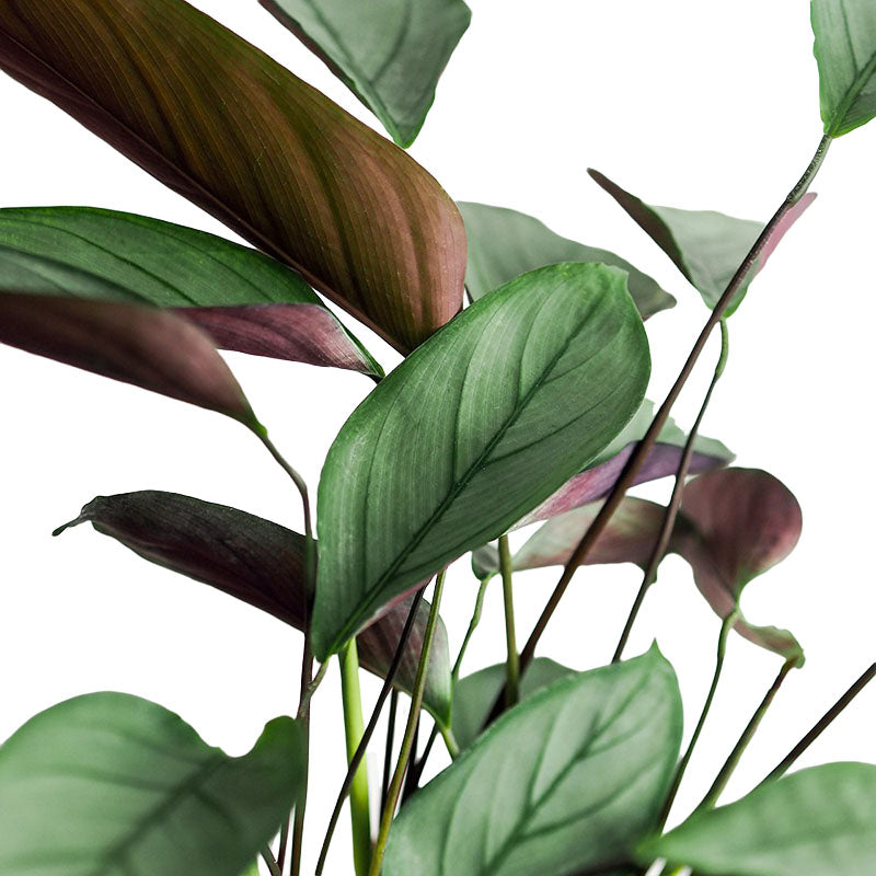 Calathea Grey Star | Anulque