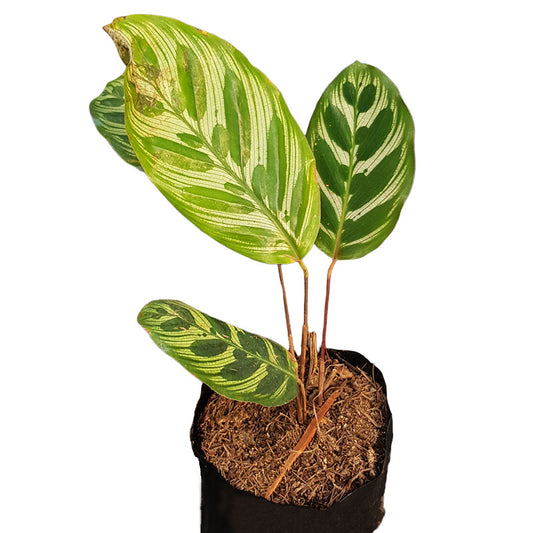 Calathea Makoyana - Pavo real