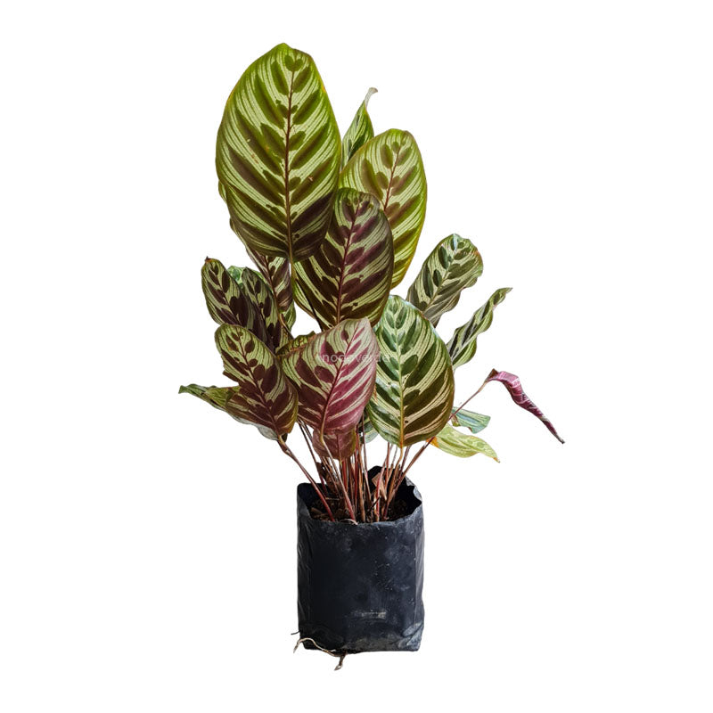 Calathea Makoyana - Pavo real