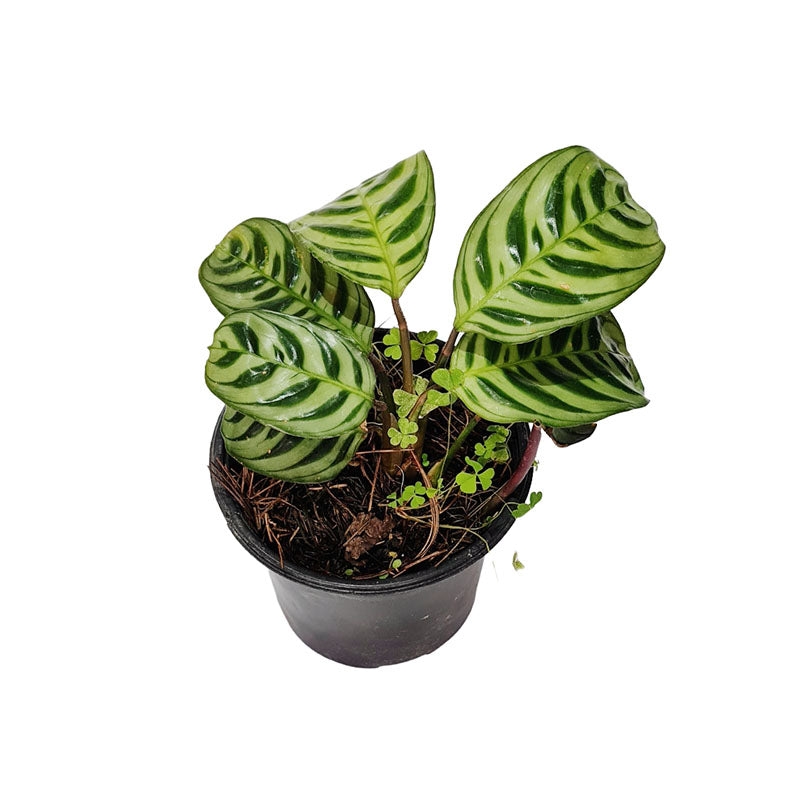 Calathea Fishbone
