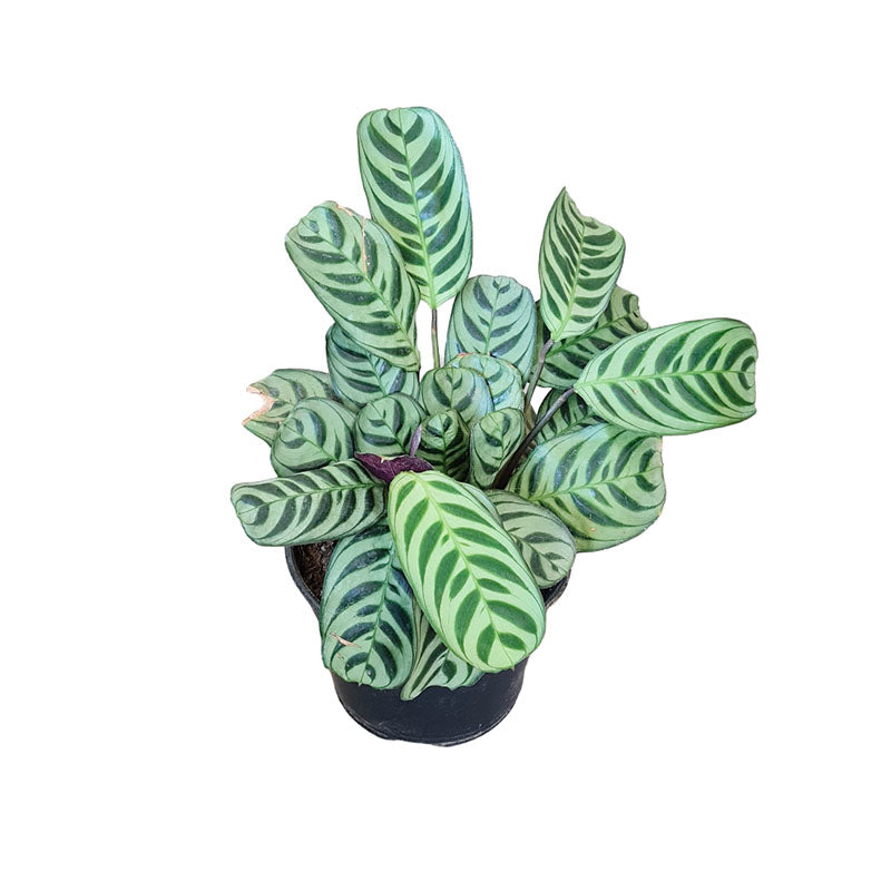 Calathea Fishbone