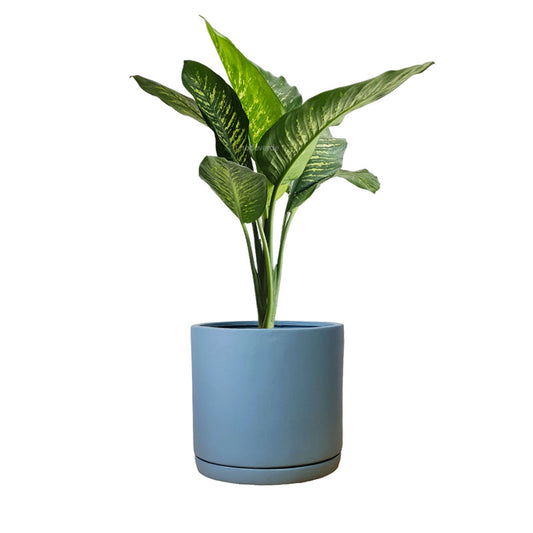 Cilindro de Barro + Galatea Dieffenbachia