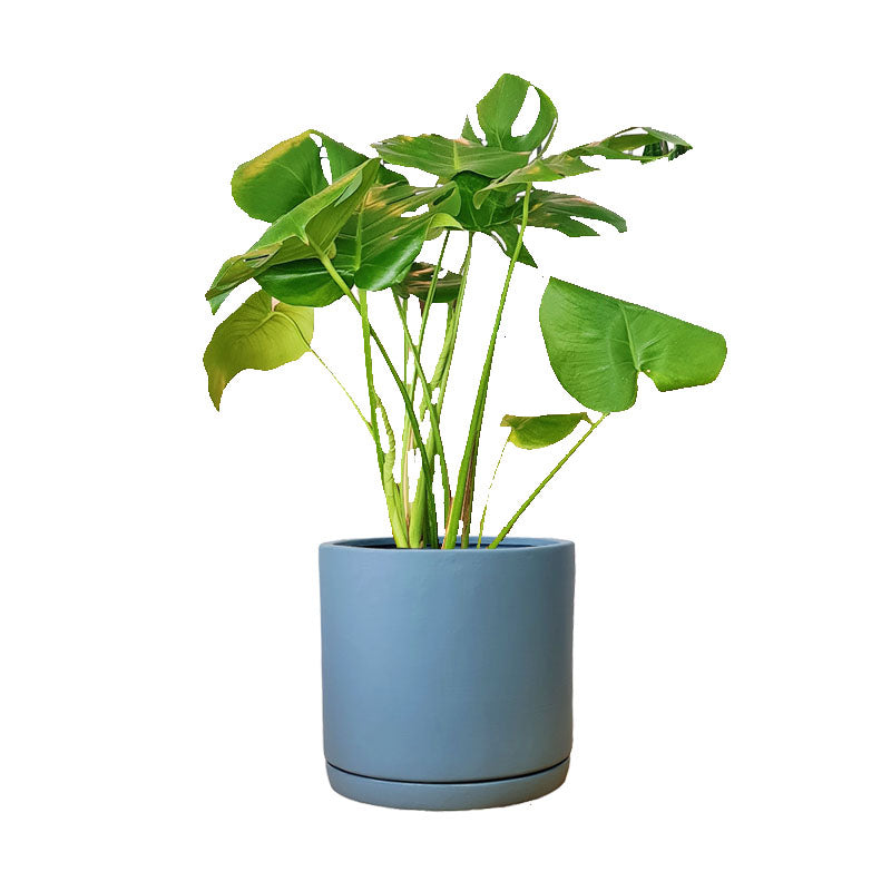 Cilindro de Barro + Monstera Borsigiana