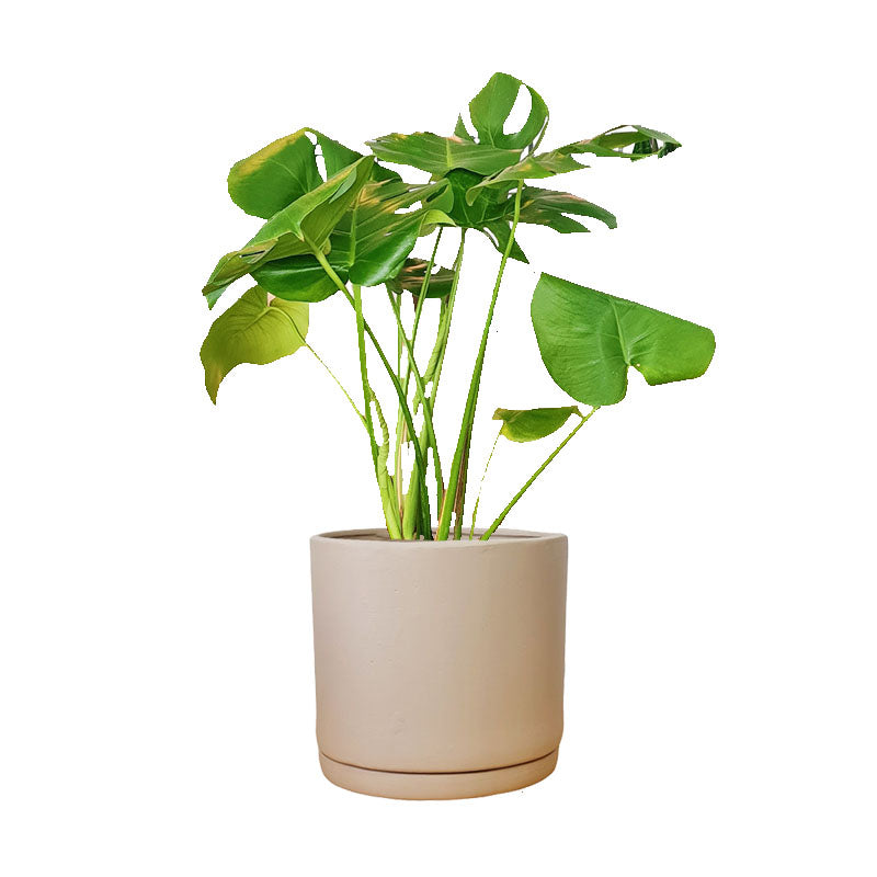 Cilindro de Barro + Monstera Borsigiana