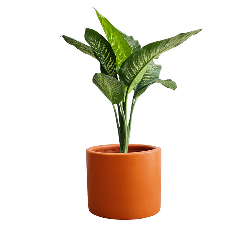 Cilindro de Barro + Galatea Dieffenbachia