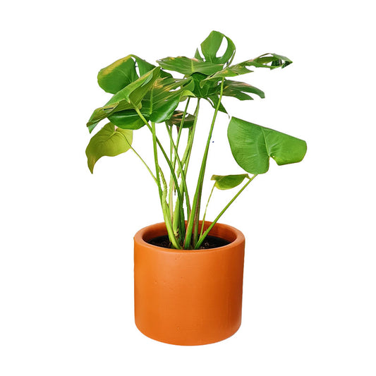 Cilindro de Barro + Monstera Borsigiana